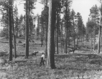 1909 open Ponderosa Pine stand in the Bitterroot National Forest in Idaho